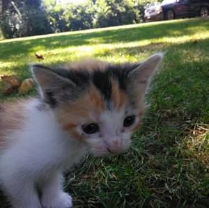 Meet your Posher, Ann-marie